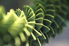 Monkey puzzle