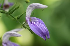 Brillantaisia owariensis