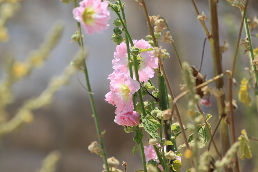IMG_8825.JPG - Flower on St. Mark's Street Rooftop