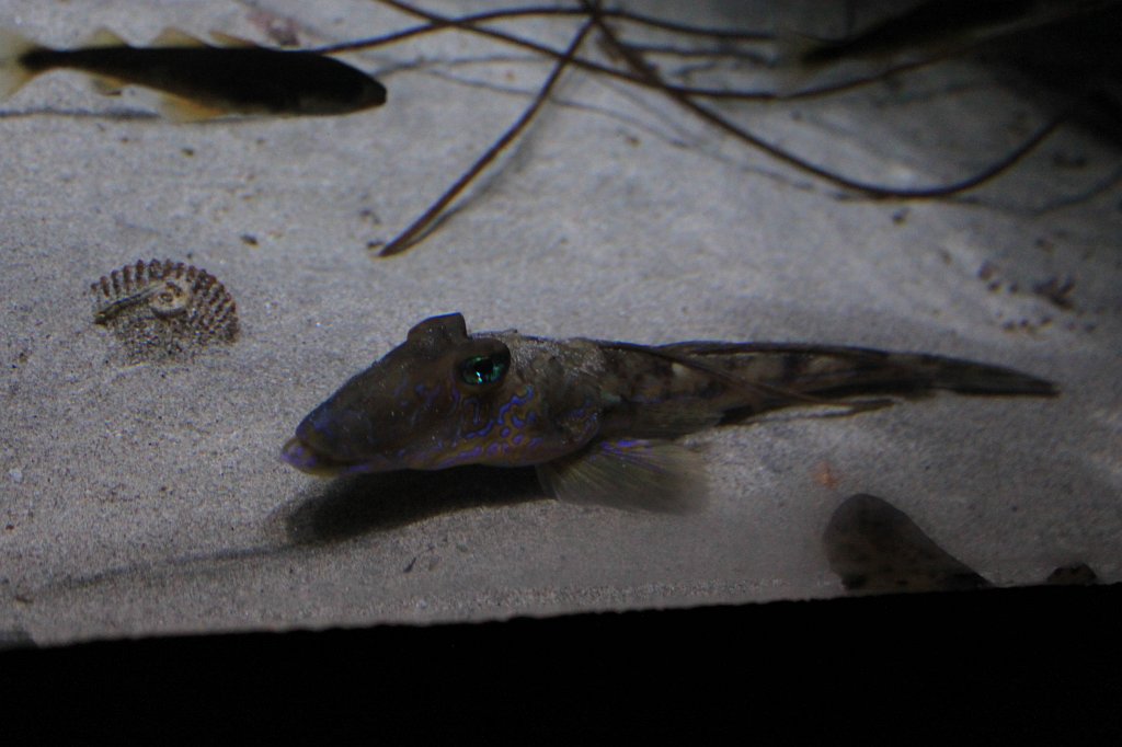 IMG_0284.JPG - Vanlig fløyfisk (Common dragonet)  http://en.wikipedia.org/wiki/Common_dragonet 