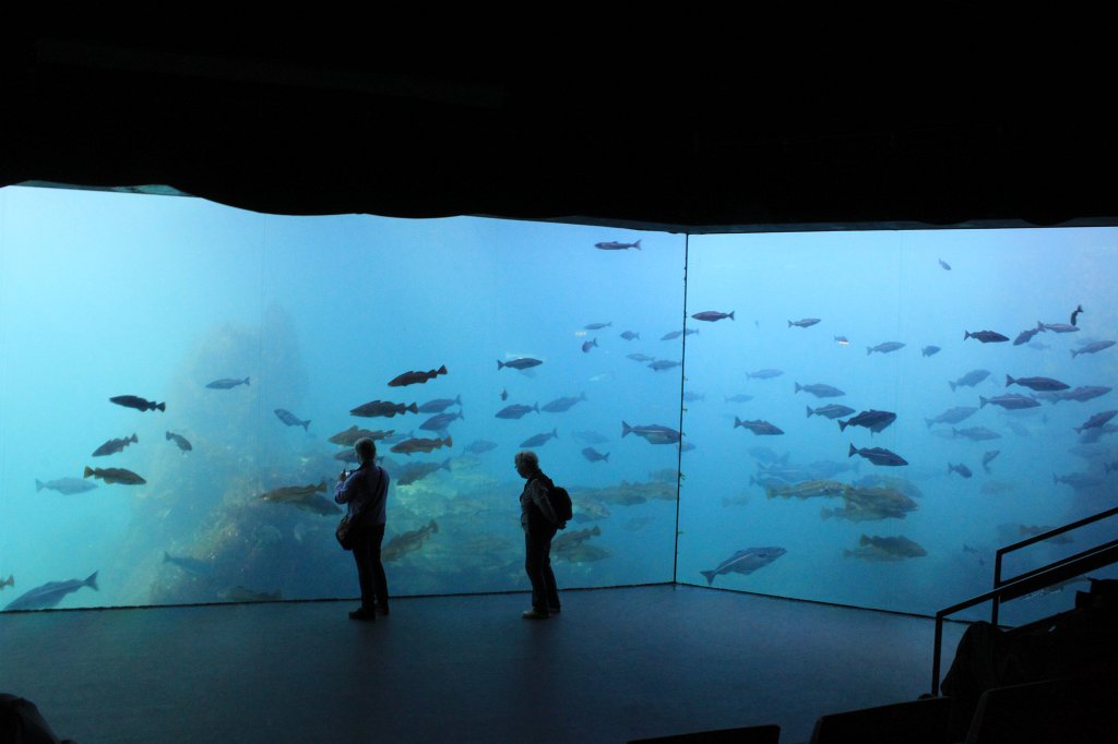 IMG_0303.JPG - Underwater life at Atlantic Sea-Park  http://en.wikipedia.org/wiki/Atlantic_Sea-Park 