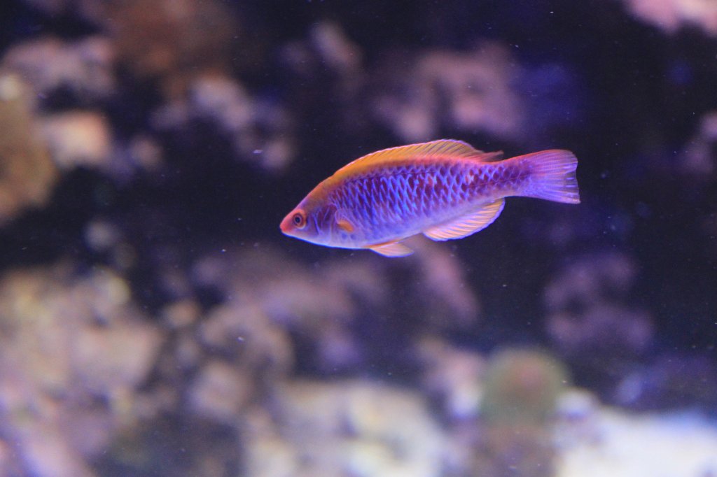 IMG_0307.JPG - Fish at Atlantic Sea-Park  http://en.wikipedia.org/wiki/Atlantic_Sea-Park 