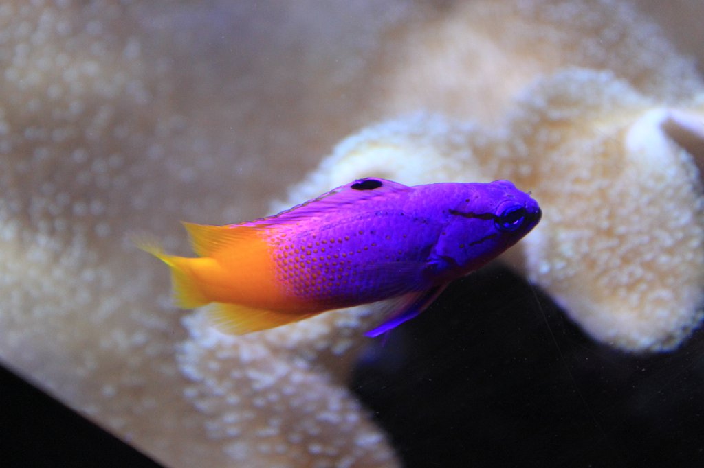 IMG_0314.JPG - Fish at Atlantic Sea-Park  http://en.wikipedia.org/wiki/Atlantic_Sea-Park 