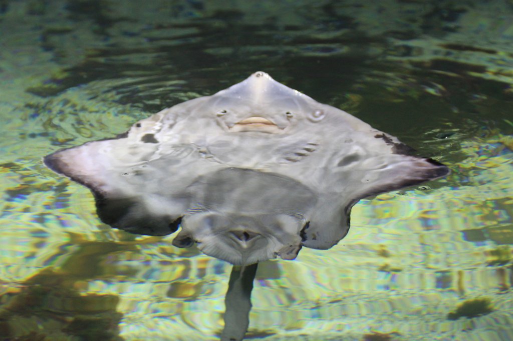 IMG_0325.JPG - Ray  http://en.wikipedia.org/wiki/Batoidea 