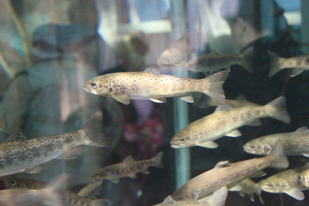 IMG_0491.JPG - Salvelinus  http://en.wikipedia.org/wiki/Salvelinus 