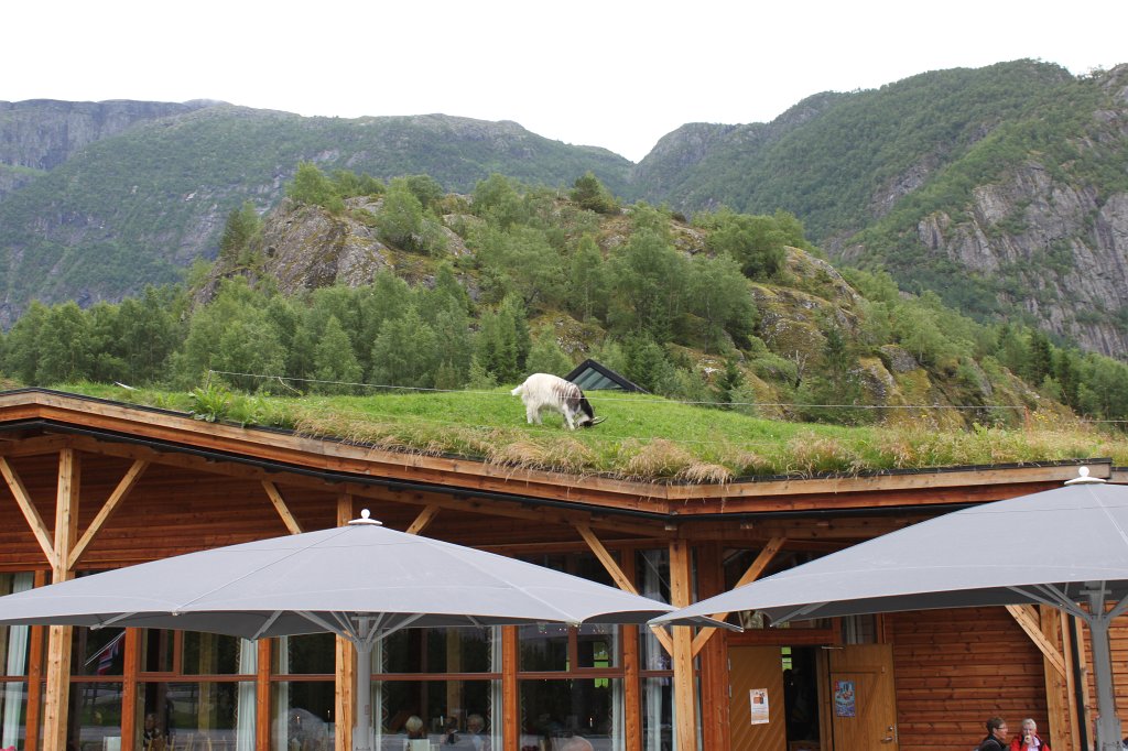IMG_0507.JPG - Goat on top of the Hardangervidda Natursenter shop  http://en.wikipedia.org/wiki/Hardangervidda_Natursenter  in Eidfjord  http://en.wikipedia.org/wiki/Eidfjord 