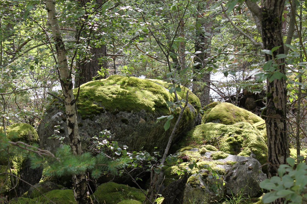 IMG_0536.JPG - Moss covered rock