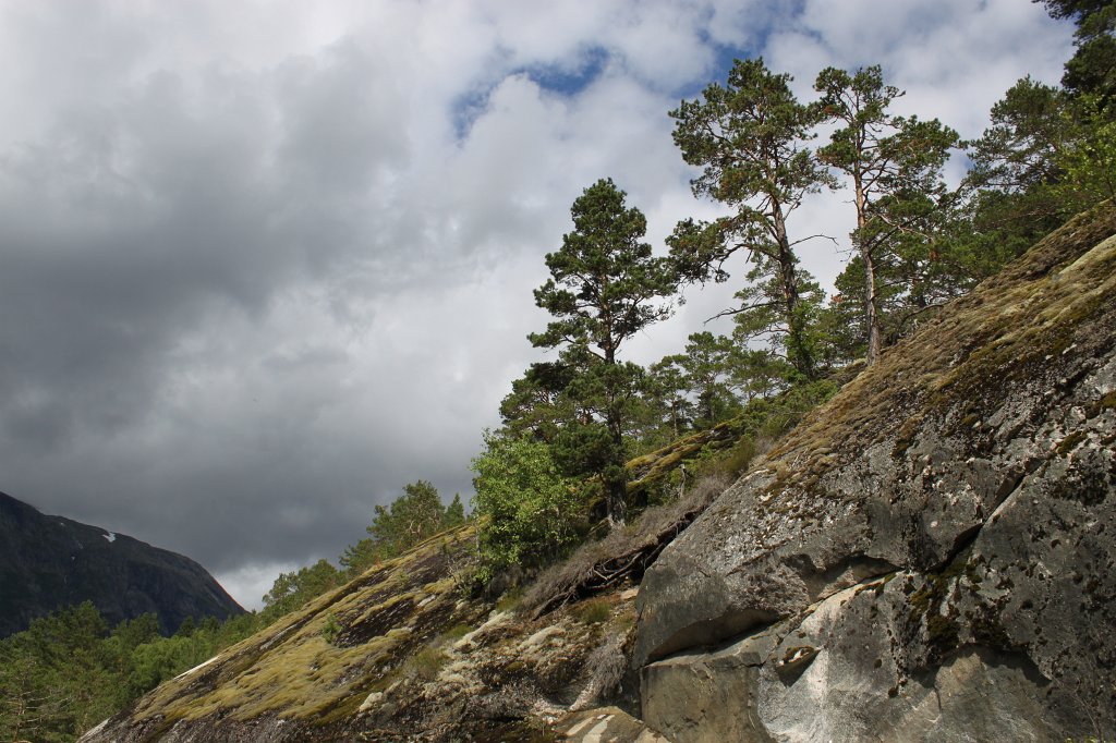IMG_0563.JPG - Trees on rock