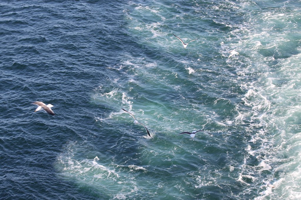 IMG_0719.JPG - Looking for the fish