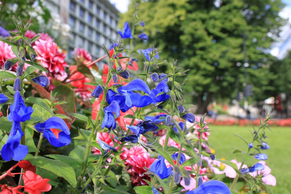 IMG_9647.JPG - Flowers in Byparken