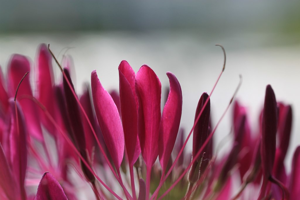 IMG_9654.JPG - Flowers in Byparken