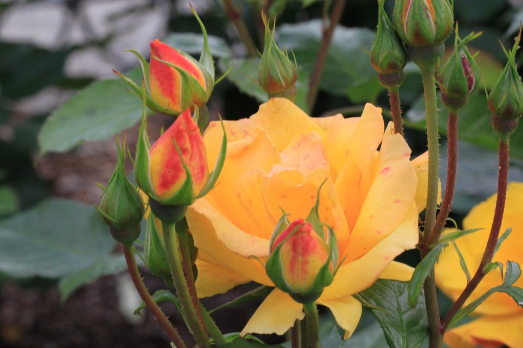 IMG_9664.JPG - Flowers in Byparken