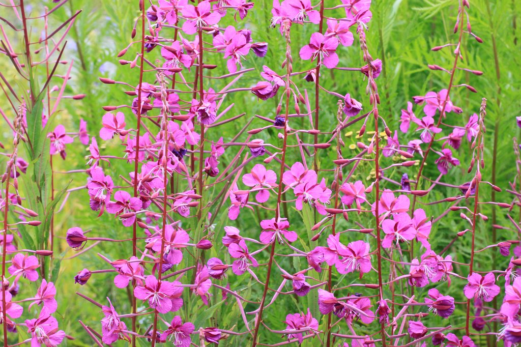 IMG_9931.JPG - Fireweed  http://en.wikipedia.org/wiki/Fireweed 