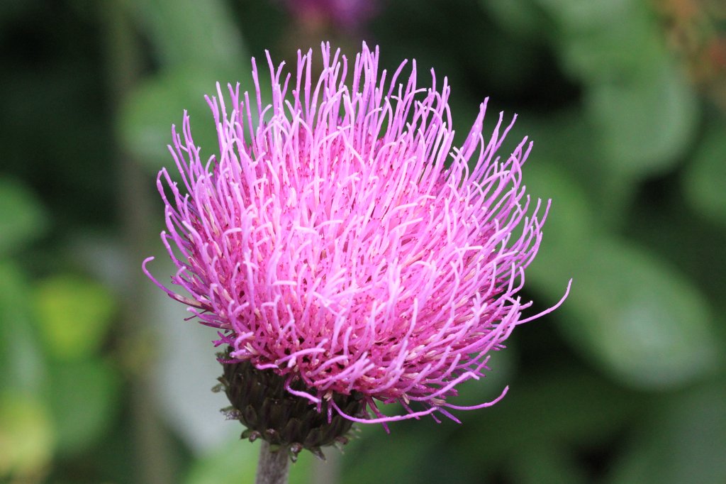 IMG_9940.JPG - Melancholy Thistle  http://de.wikipedia.org/wiki/Alantdistel 