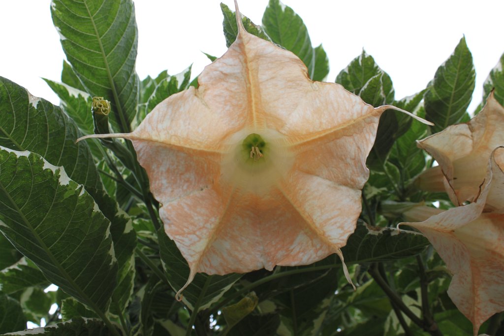 IMG_0776.JPG - Angel's trumpets  http://en.wikipedia.org/wiki/Brugmansia 