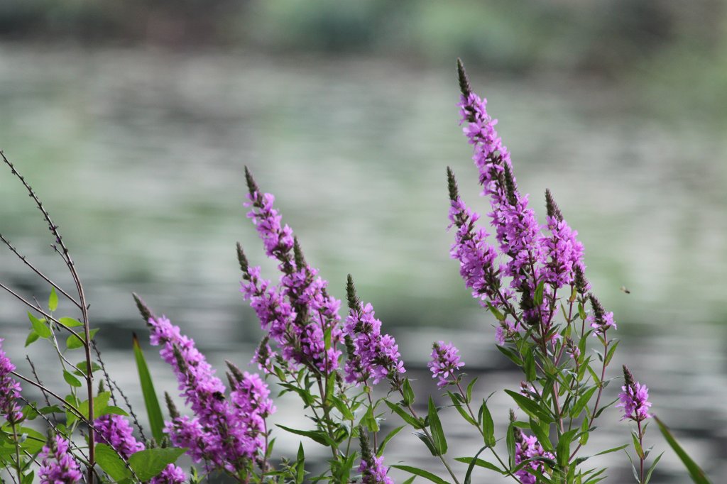 IMG_0805.JPG - Wild flowers in front of the Graft