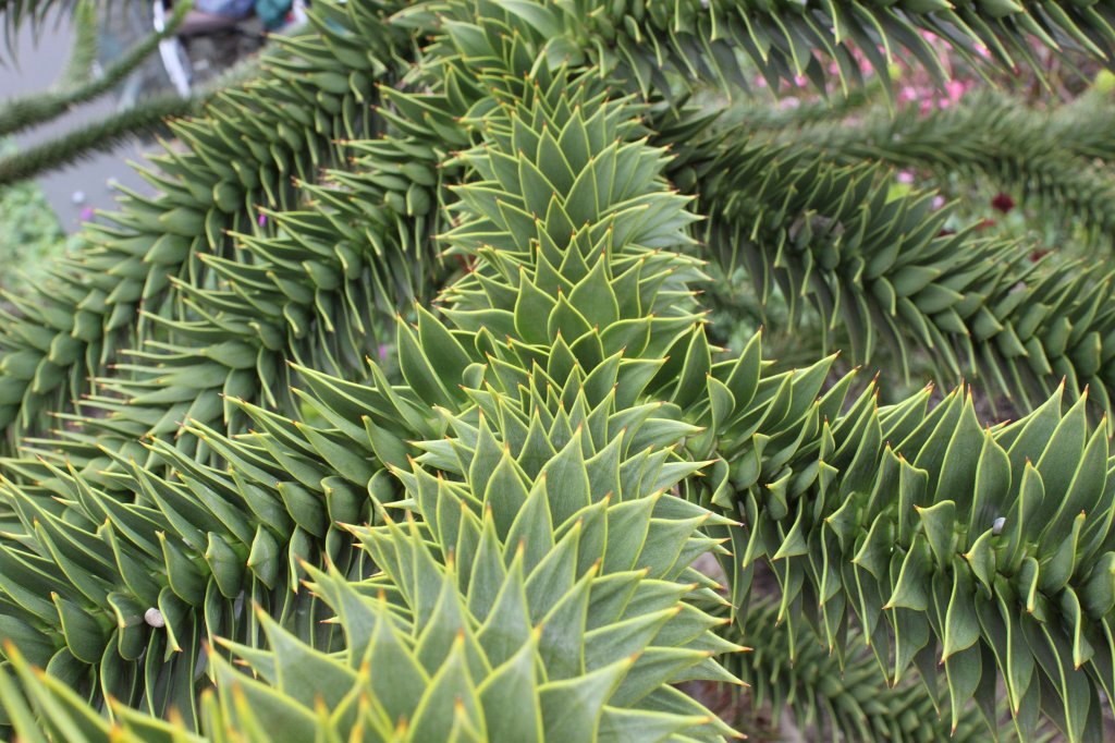 IMG_0881.JPG - Monkey puzzle tree  http://en.wikipedia.org/wiki/Araucaria_araucana 