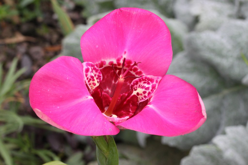 IMG_0887.JPG - Iridaceae Tigridia pavonia  http://en.wikipedia.org/wiki/Iridaceae 