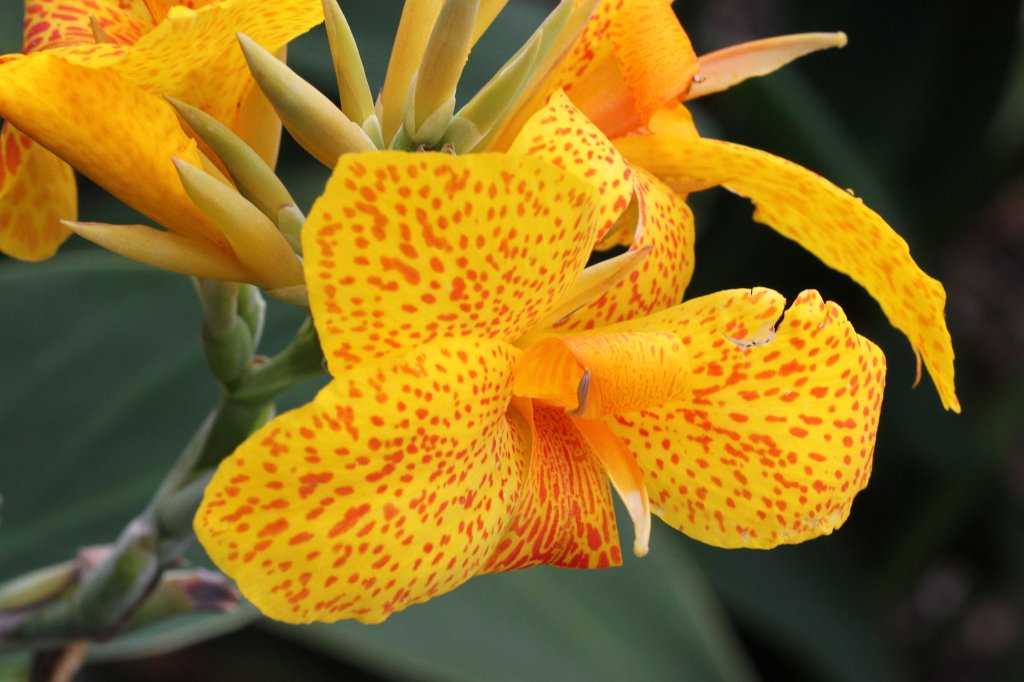 IMG_0890.JPG - Cannaceae "Golden Gate"  http://en.wikipedia.org/wiki/Cannaceae 