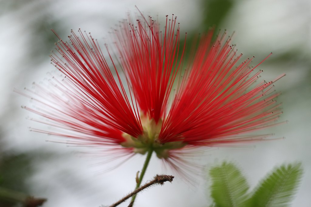 IMG_0910.JPG - Puderquastenstrauch  http://en.wikipedia.org/wiki/Calliandra_tweediei 