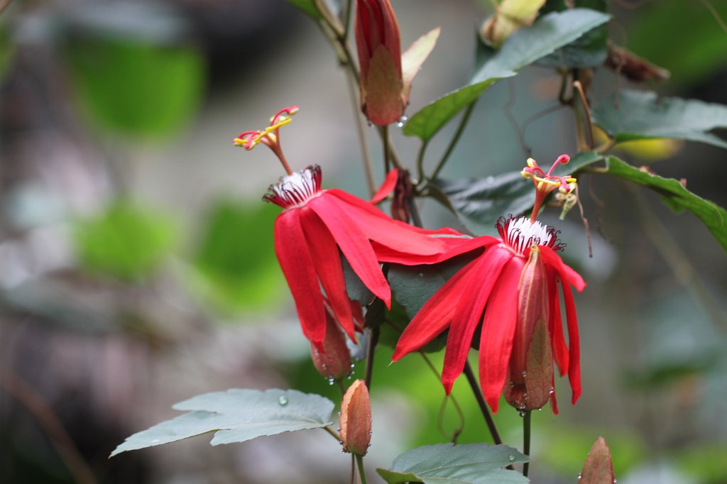 IMG_0913.JPG - Philodendron cordatum  http://en.wikipedia.org/wiki/Philodendron_cordatum 