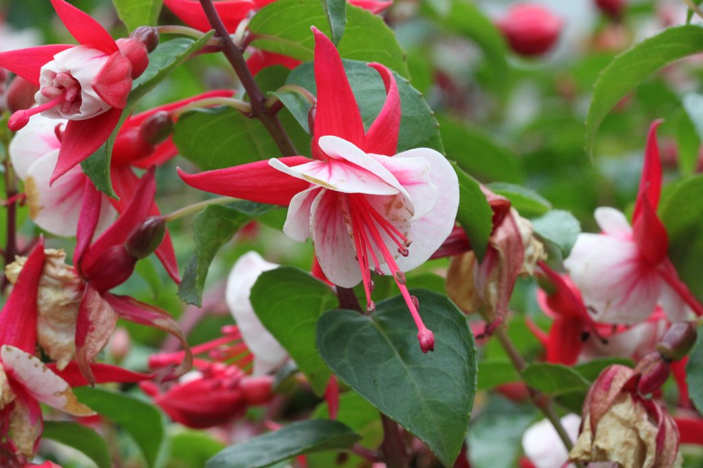 IMG_0931.JPG - Fuchsia - Suwako Komo  http://en.wikipedia.org/wiki/Fuchsia 