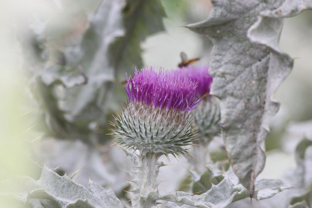 IMG_0937.JPG - Cotton thistle  http://en.wikipedia.org/wiki/Cotton_thistle 