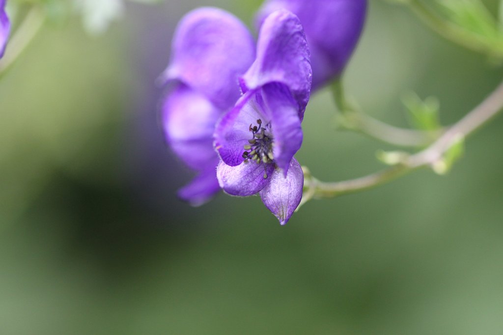 IMG_0944.JPG - Aconitum x - cammarum  http://en.wikipedia.org/wiki/Aconitum 