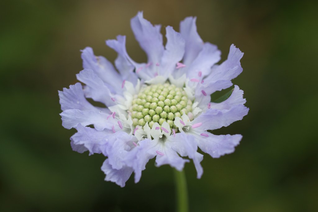 IMG_0946.JPG - Scabiosa caucasica  http://en.wikipedia.org/wiki/Scabiosa_caucasica 