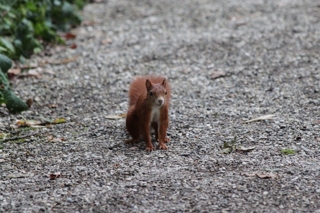 IMG_0962.JPG - Red squirrel  http://en.wikipedia.org/wiki/Red_squirrel 