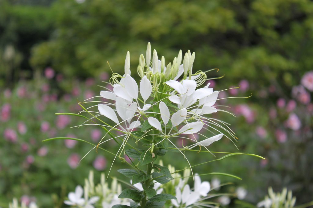 IMG_0974.JPG - Cleome spinosa  http://en.wikipedia.org/wiki/Cleome 