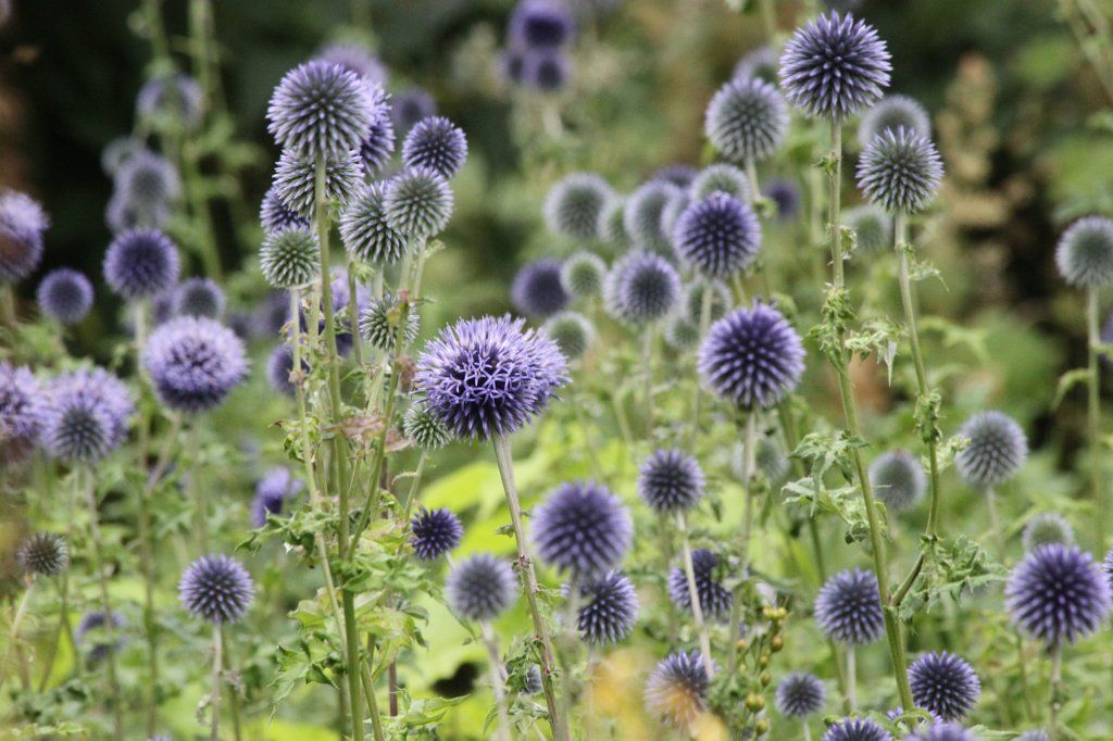 IMG_0977.JPG - Flowers