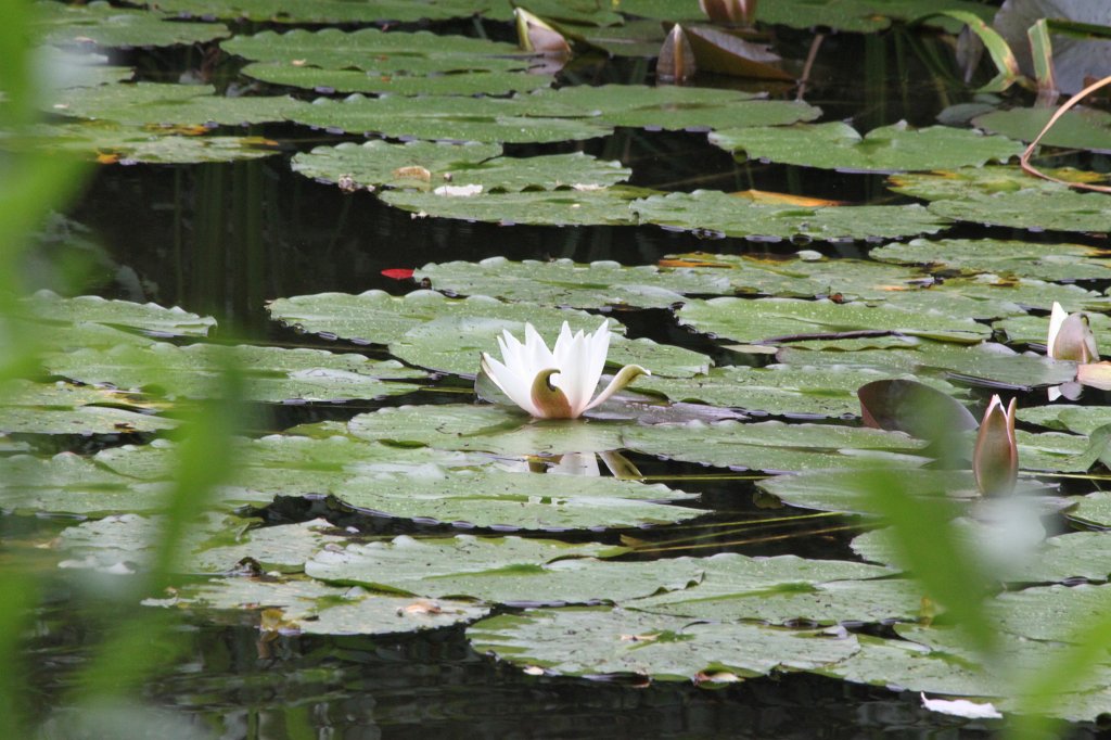 IMG_0979.JPG - Nymphaea  http://en.wikipedia.org/wiki/Nymphaea 