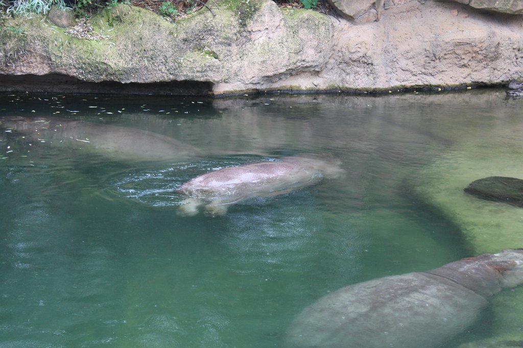 IMG_1011.JPG - Hippopotamus  http://en.wikipedia.org/wiki/Hippopotamus 