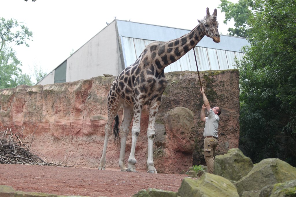 IMG_1027.JPG - Giraffe  http://en.wikipedia.org/wiki/Giraffe 