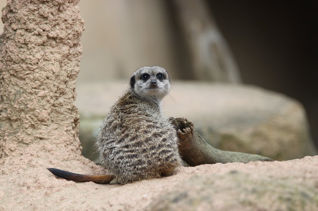 IMG_1035.JPG - Meerkat  http://en.wikipedia.org/wiki/Meerkat 