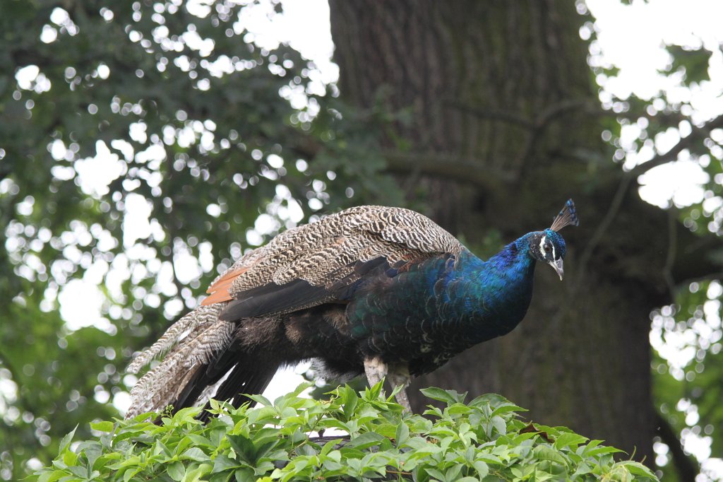 IMG_1043.JPG - Peafowl  http://en.wikipedia.org/wiki/Indian_Peafowl 