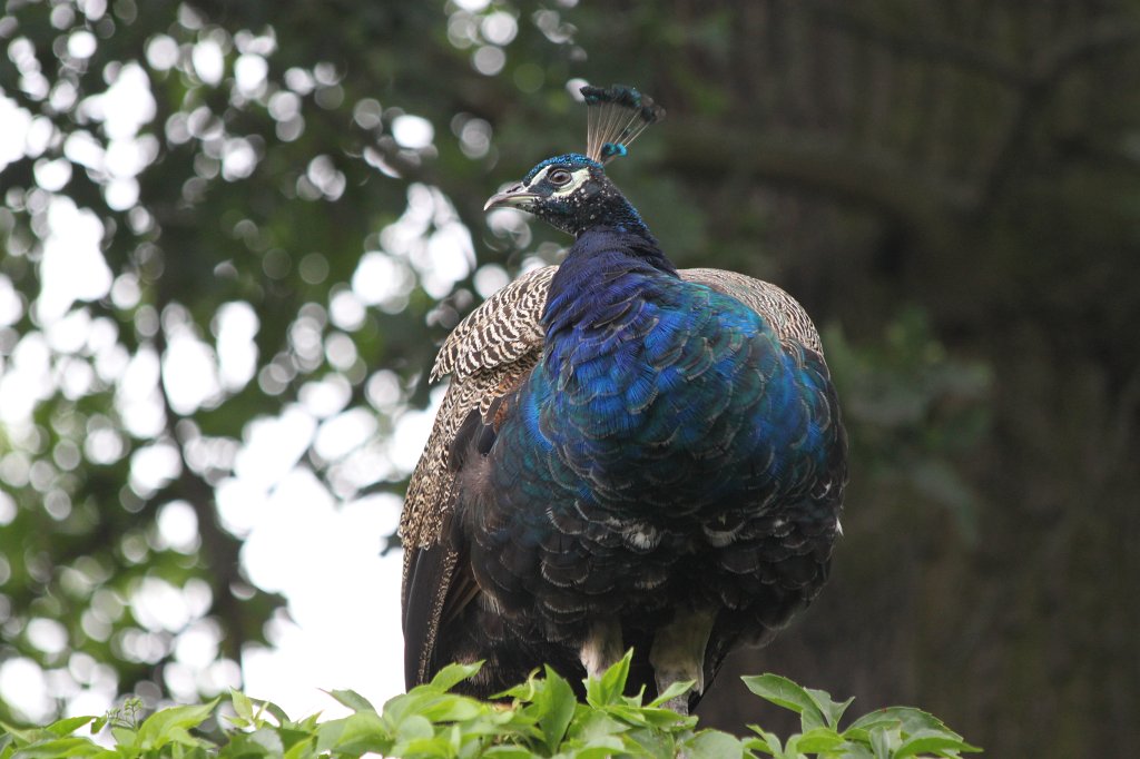 IMG_1045.JPG - Peafowl  http://en.wikipedia.org/wiki/Indian_Peafowl 