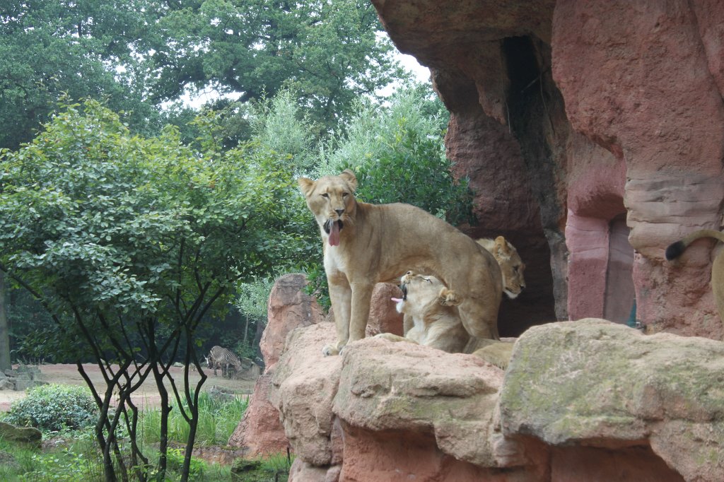 IMG_1061.JPG - Lions  http://en.wikipedia.org/wiki/Lion 