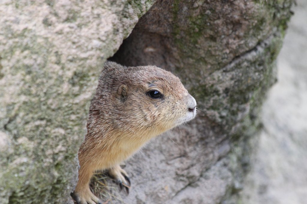 IMG_1084.JPG - Prairie dog  http://en.wikipedia.org/wiki/Prairie_dog 