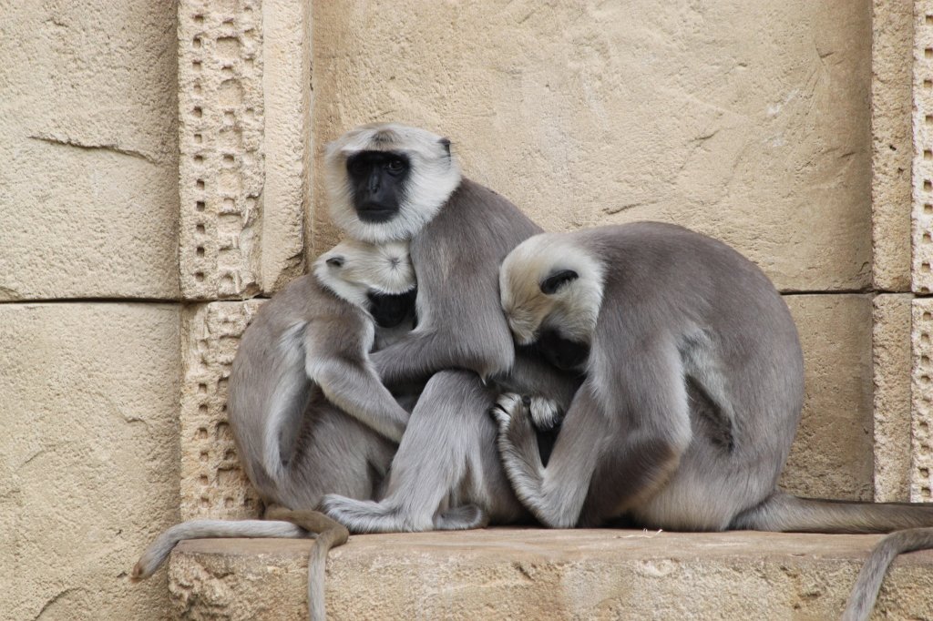IMG_1108.JPG - Hanuman langurs  http://en.wikipedia.org/wiki/Gray_langur 