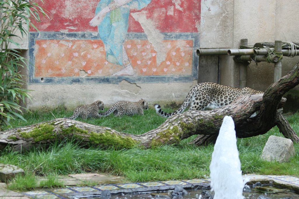 IMG_1116.JPG - Leopard family  http://en.wikipedia.org/wiki/Leopard 