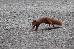 Red Squirrel