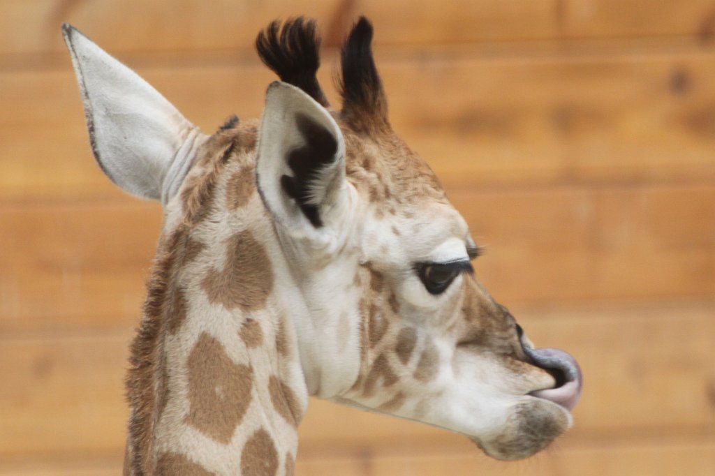 IMG_1197.JPG - Kalou born July 19th 2012