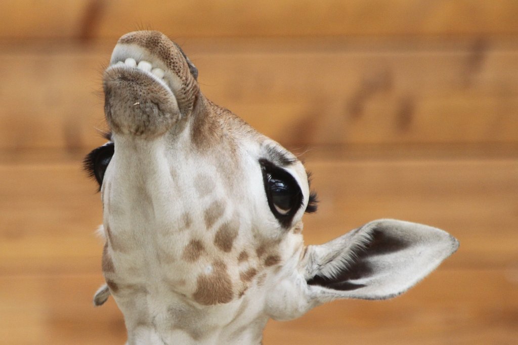 IMG_1200.JPG - Kalou born July 19th 2012