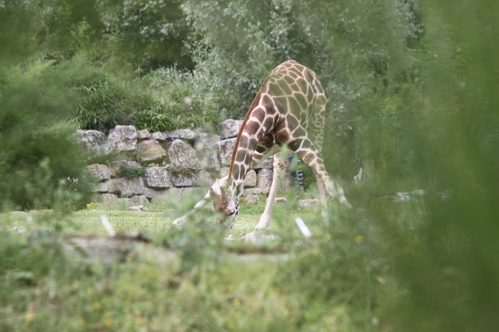 IMG_1213.JPG - Giraffe drinking  http://en.wikipedia.org/wiki/Giraffe 