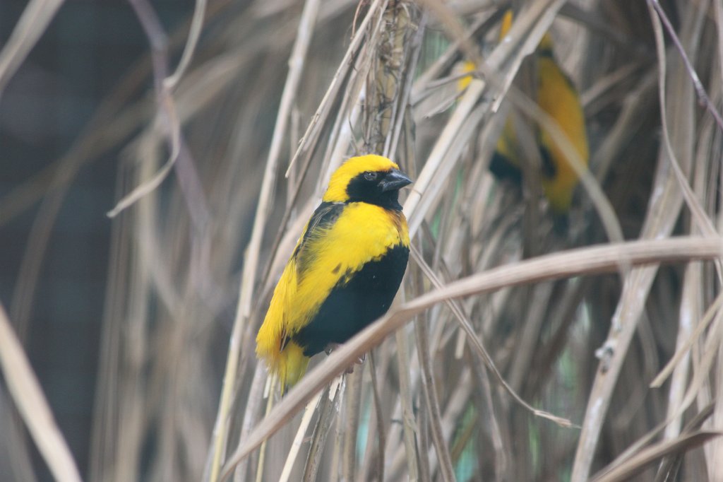 IMG_1214.JPG - Yellow-crowned Bishop  http://en.wikipedia.org/wiki/Yellow-crowned_Bishop 