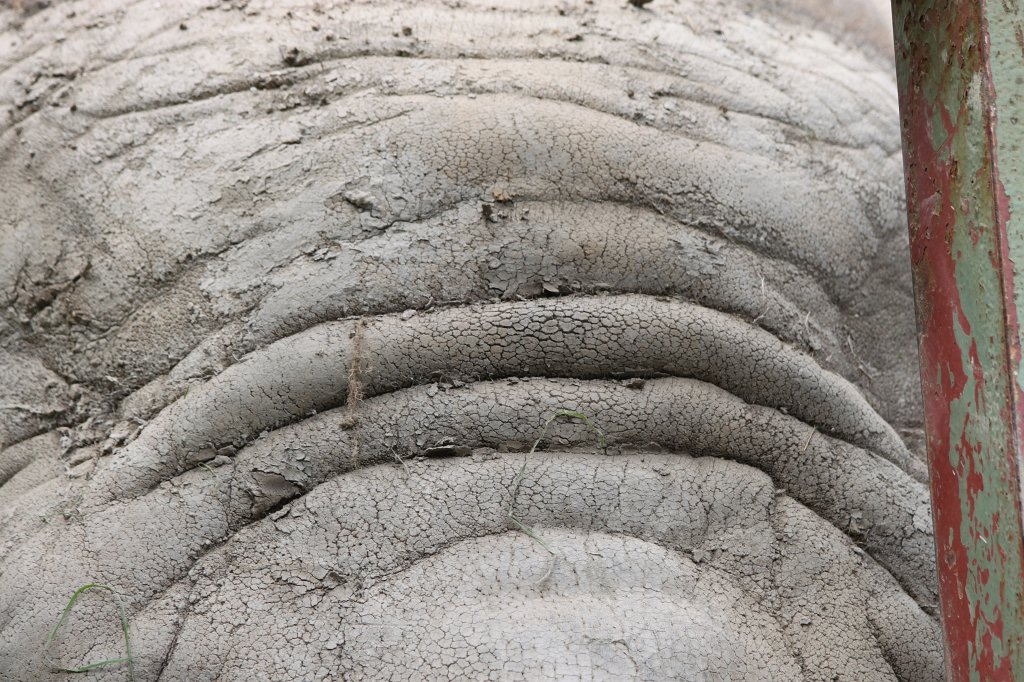 IMG_1216.JPG - Elephant  http://en.wikipedia.org/wiki/Elephant 