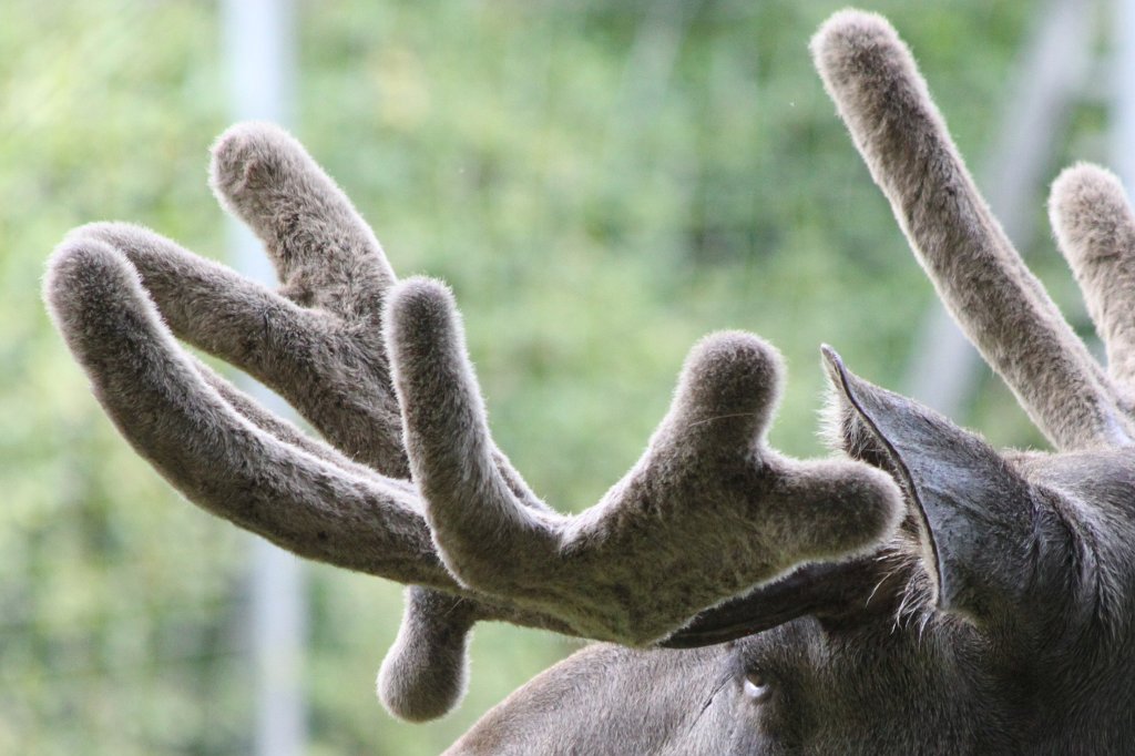 IMG_1224.JPG - Moose  http://en.wikipedia.org/wiki/Moose 