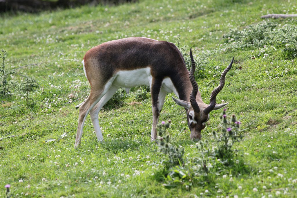 IMG_1300.JPG - Blackbuck  http://en.wikipedia.org/wiki/Blackbuck 
